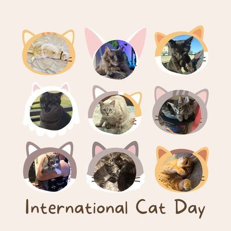 Happy International Cat Day